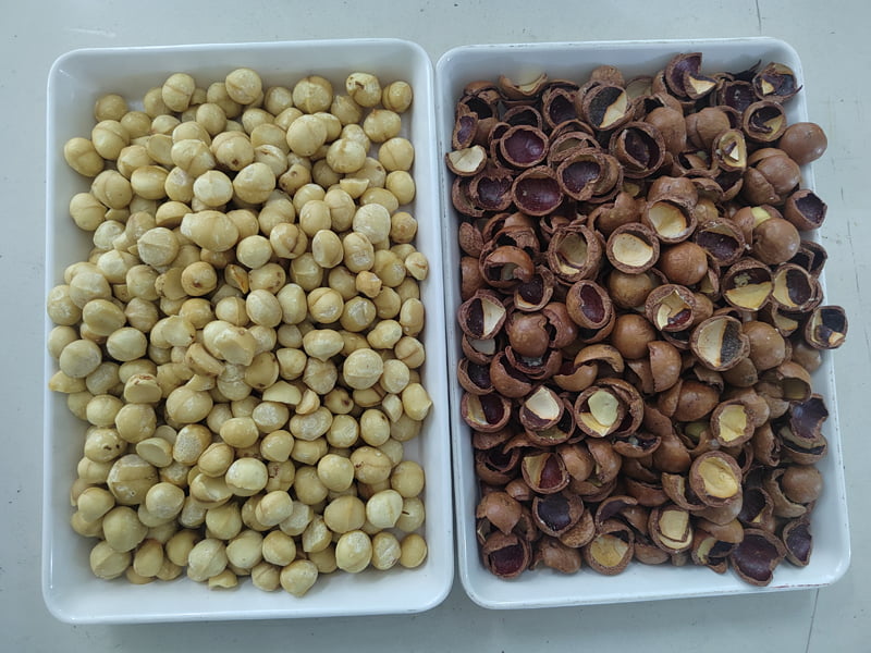 macadima nut color sorter