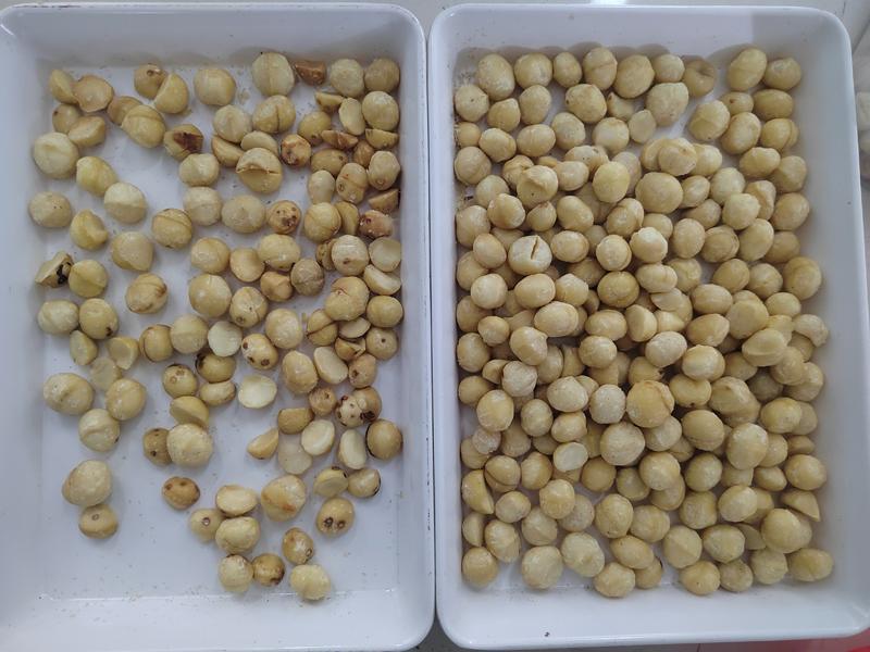 macadamia nuts kernel color sorter