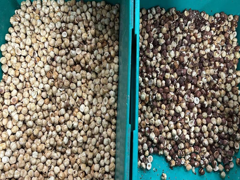 Topsort Daha Popüler Mini Fındık renk ayırıcı