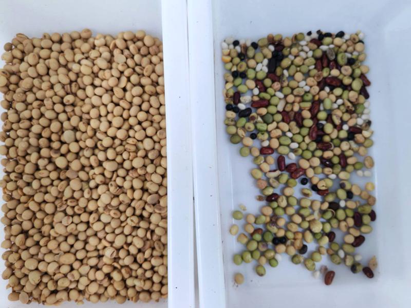 TOPSORT mini renkli ayırma makinesi soya fasulyesi için %99,99 ayırma hassasiyetiyle ayırma yapar