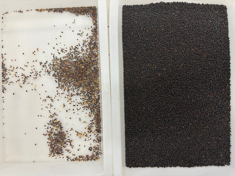 TOPSORT yüksek doğruluklu AI tohum renk ayırıcı