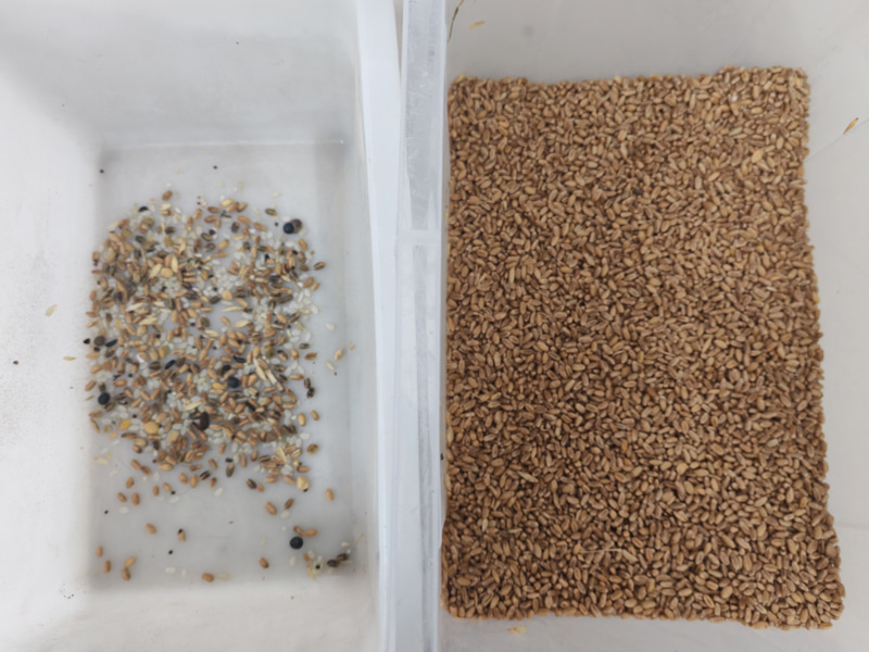 TOPSORT yüksek kapasiteli buğday renk ayırıcısı