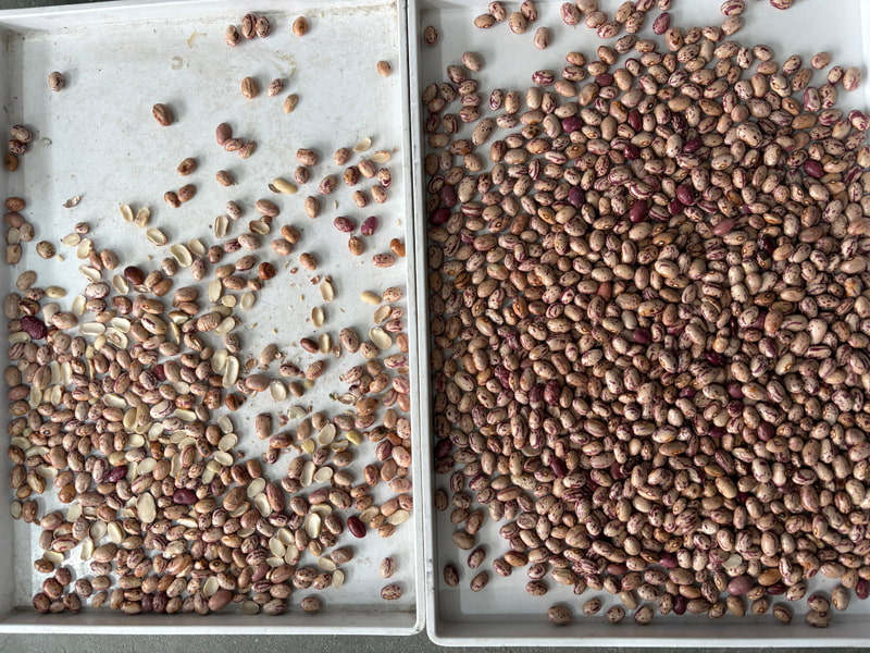 TOPSORT AI derin öğrenme renk ayırıcı, buruşuk ve yarım kalmış fasulyeleri ayıklıyor.