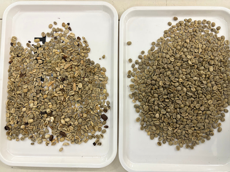 Yeni derin öğrenme teknolojisine sahip TOPSORT kahve çekirdeği yapay zeka renk ayırıcısı