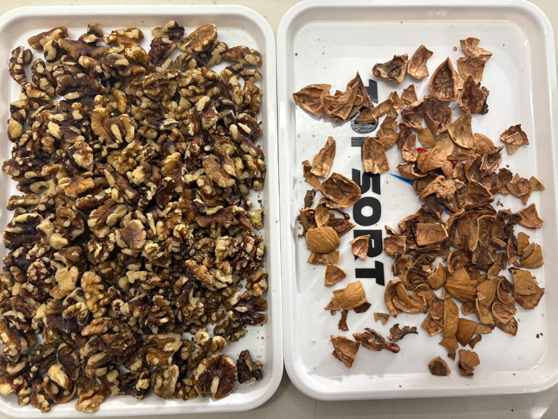 TOPSORT ceviz yapay zeka renk ayırıcı, yüksek çözünürlüklü kameralarla