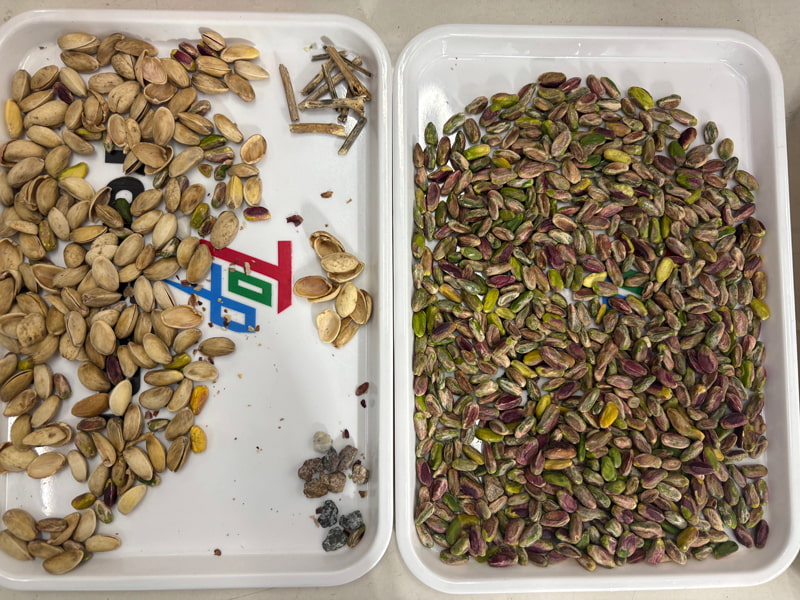 En yeni derin öğrenme algoritmalarıyla çalışan TOPSORT fıstık rengi yapay zeka sıralama aracı.